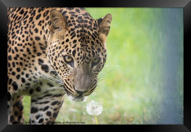Sariask the male Amur Leopard Framed Print by Fiona Etkin