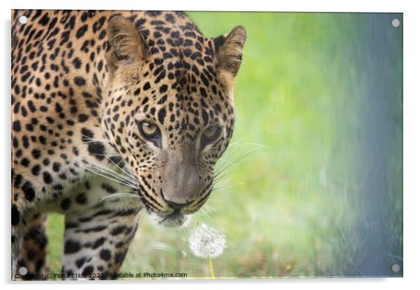 Sariask the male Amur Leopard Acrylic by Fiona Etkin