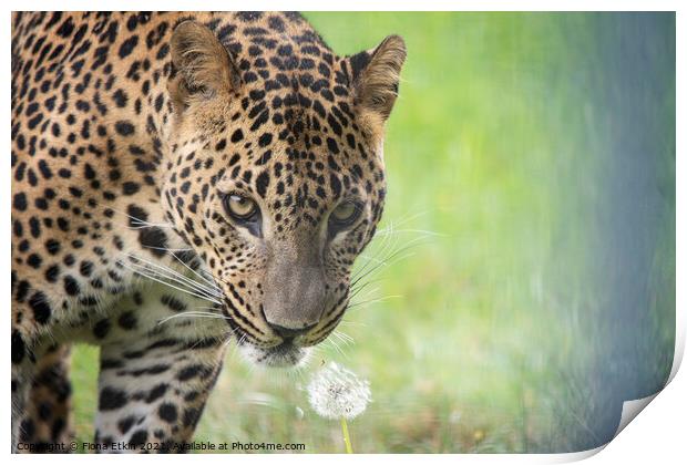 Sariask the male Amur Leopard Print by Fiona Etkin
