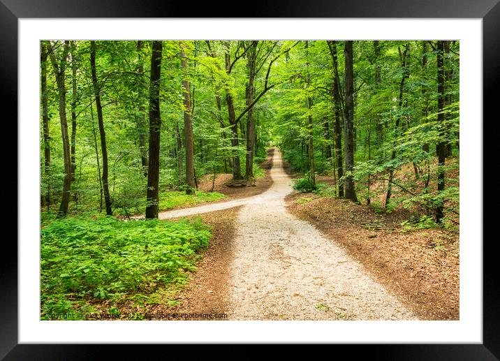Green forest with idyllic walkway Framed Mounted Print by Alex Winter