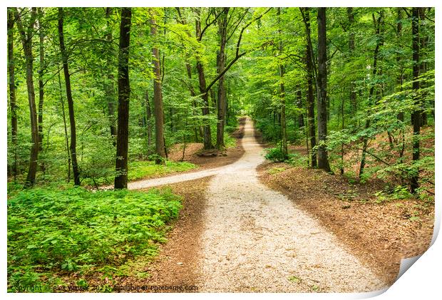 Green forest with idyllic walkway Print by Alex Winter