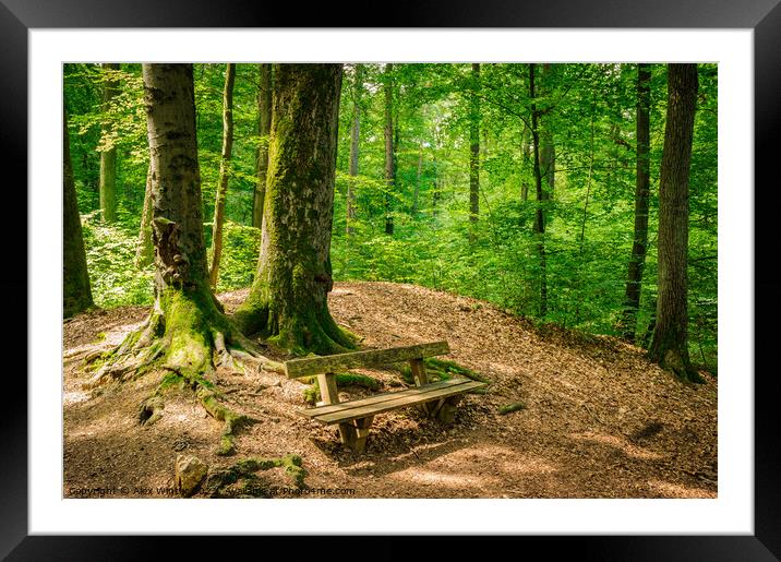Idyllic place Enchanting Forest Bench Framed Mounted Print by Alex Winter