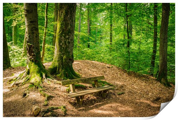 Idyllic place Enchanting Forest Bench Print by Alex Winter