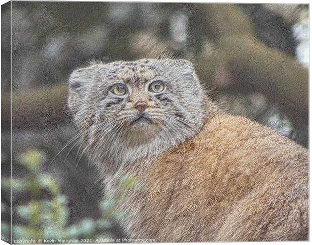 Enchanting Pallas Cat Sketch Canvas Print by Kevin Maughan