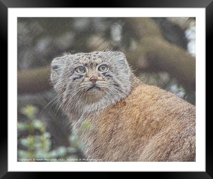 Enchanting Pallas Cat Sketch Framed Mounted Print by Kevin Maughan