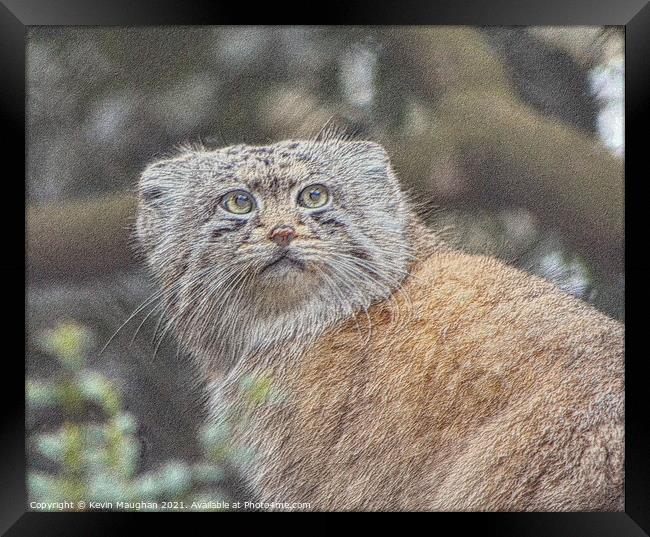 Enchanting Pallas Cat Sketch Framed Print by Kevin Maughan