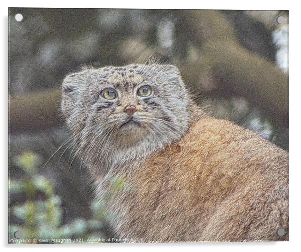 Enchanting Pallas Cat Sketch Acrylic by Kevin Maughan