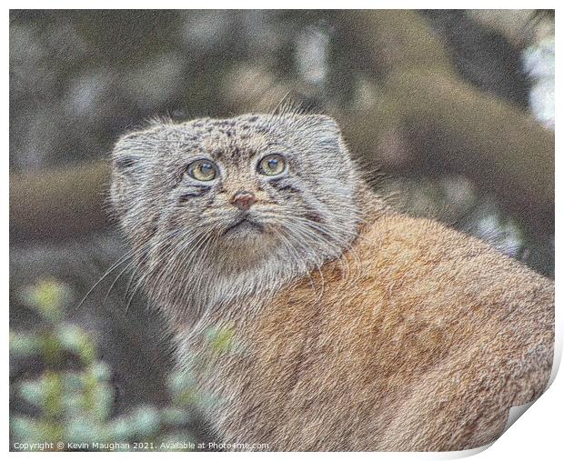 Enchanting Pallas Cat Sketch Print by Kevin Maughan