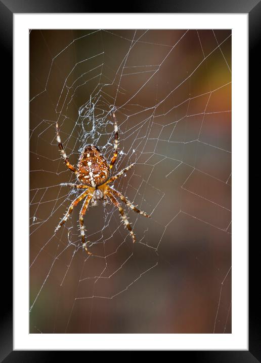 Garden Spider Framed Mounted Print by Arterra 