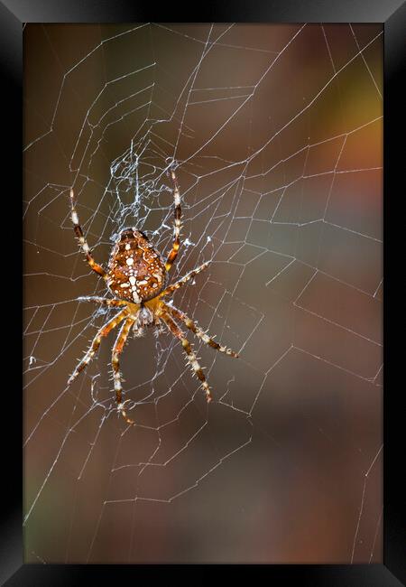 Garden Spider Framed Print by Arterra 