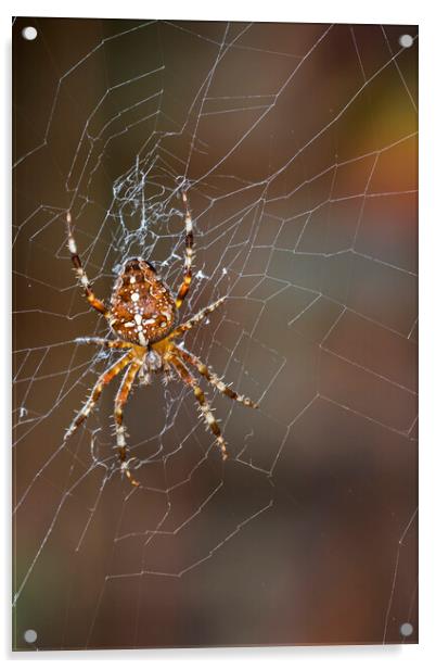 Garden Spider Acrylic by Arterra 