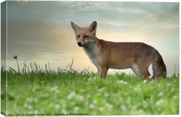 Red Fox (Vulpes Vulpes) in field  Canvas Print by Russell Finney