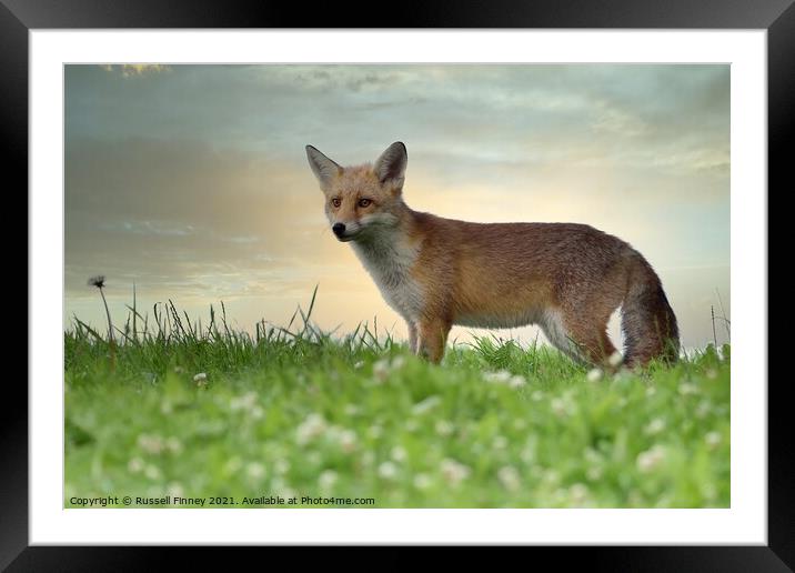 Red Fox (Vulpes Vulpes) in field  Framed Mounted Print by Russell Finney