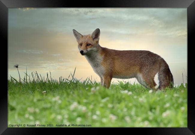Red Fox (Vulpes Vulpes) in field  Framed Print by Russell Finney