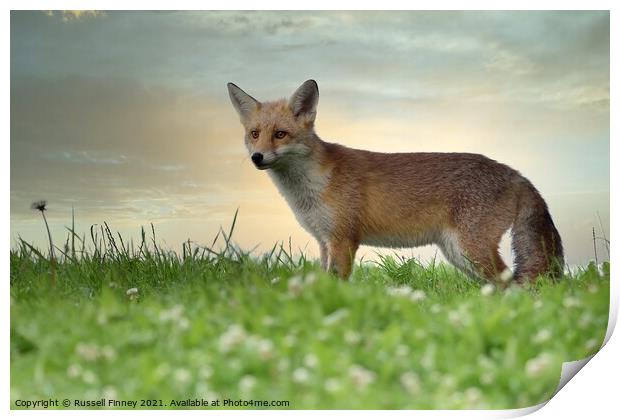 Red Fox (Vulpes Vulpes) in field  Print by Russell Finney