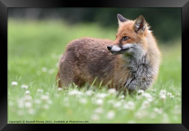 Red Fox (Vulpes Vulpes) playing in field  Framed Print by Russell Finney