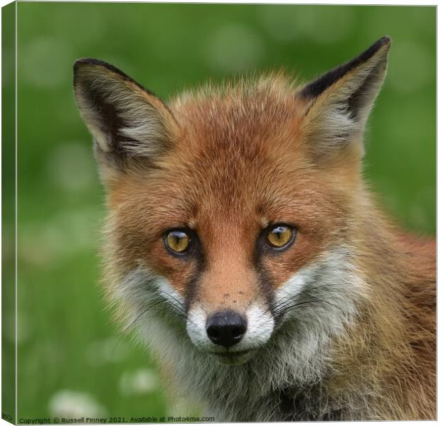 Red Fox (Vulpes Vulpes) close up  Canvas Print by Russell Finney