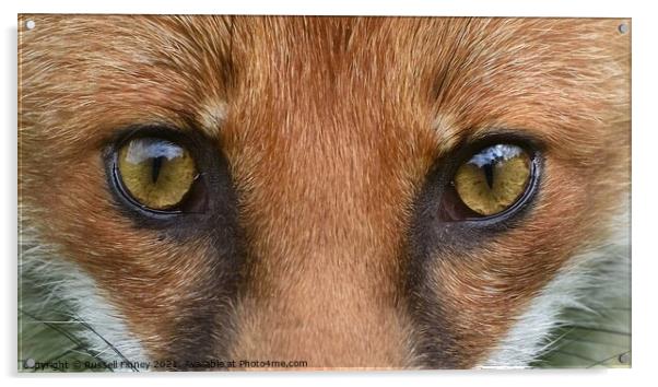 Red Fox (Vulpes Vulpes) close up  Acrylic by Russell Finney