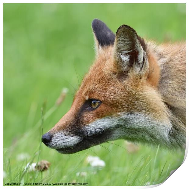Red Fox (Vulpes Vulpes) close up  Print by Russell Finney