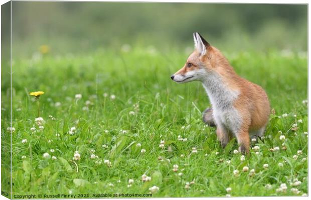 Red Fox (Vulpes Vulpes) playing in field  Canvas Print by Russell Finney