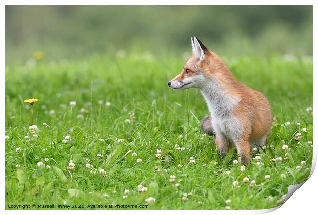 Red Fox (Vulpes Vulpes) playing in field  Print by Russell Finney