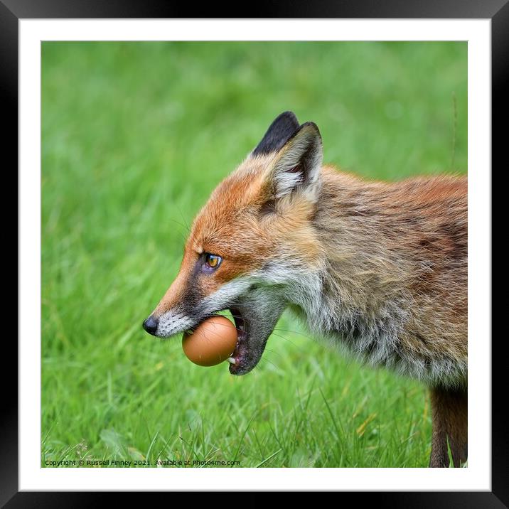 Red Fox (Vulpes Vulpes) steeling eggs Framed Mounted Print by Russell Finney