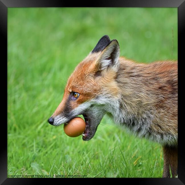 Red Fox (Vulpes Vulpes) steeling eggs Framed Print by Russell Finney