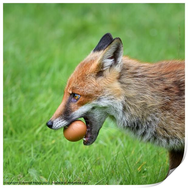 Red Fox (Vulpes Vulpes) steeling eggs Print by Russell Finney