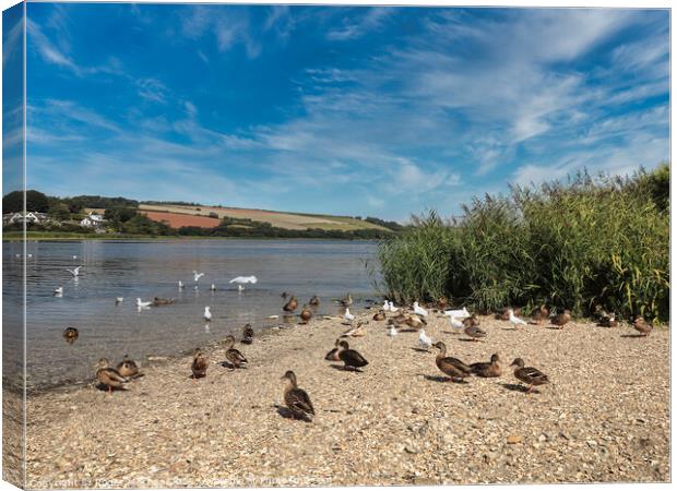 Serene Wildfowl on Threatened Beach Canvas Print by Roger Mechan