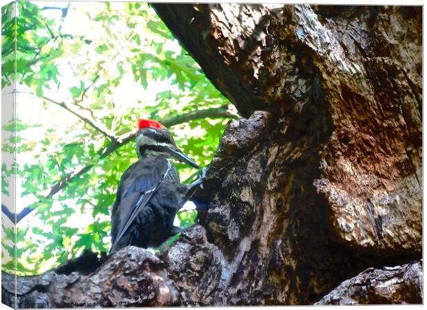 Large Woodpecker Canvas Print by Stephanie Moore