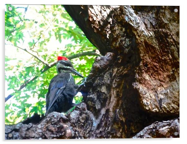 Large Woodpecker Acrylic by Stephanie Moore