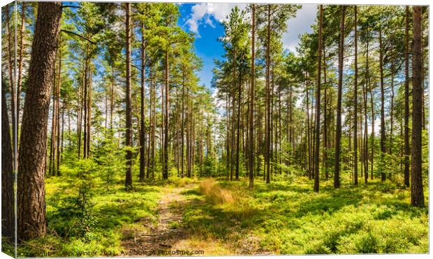 Green pine tree forest with blue sunny sky Canvas Print by Alex Winter
