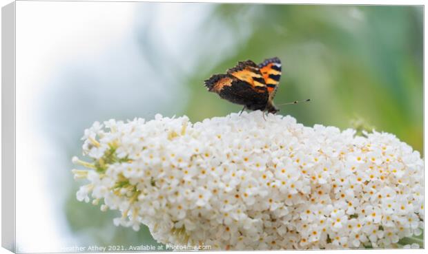 A tortoiseshell butterfly on a buddleia flower Canvas Print by Heather Athey