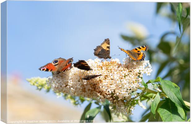 Butterflies on Buddleia Canvas Print by Heather Athey