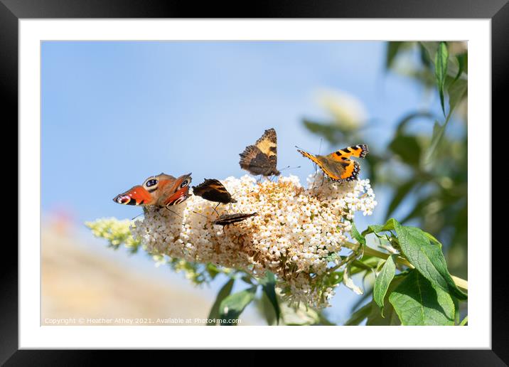 Butterflies on Buddleia Framed Mounted Print by Heather Athey