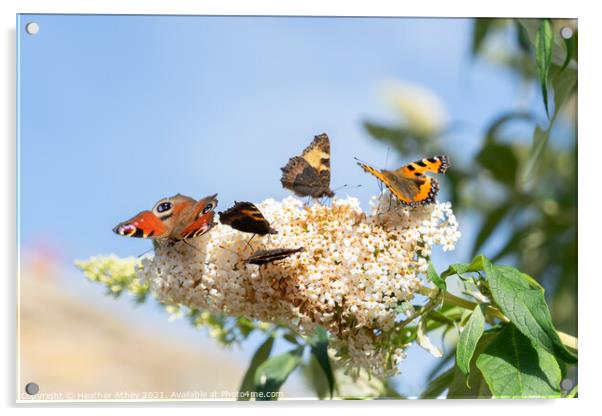 Butterflies on Buddleia Acrylic by Heather Athey