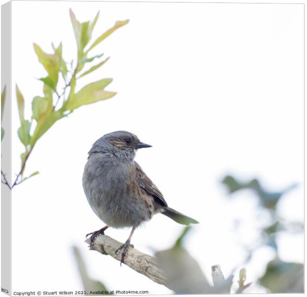 A dunnock perched on a branch Canvas Print by Stuart Wilson
