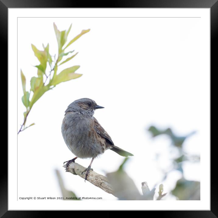 A dunnock perched on a branch Framed Mounted Print by Stuart Wilson
