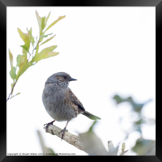 A dunnock perched on a branch Framed Print by Stuart Wilson