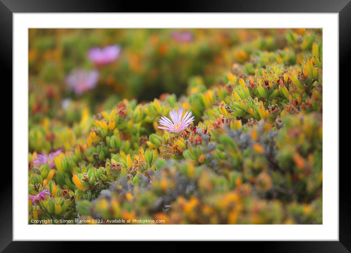 Mesembryanthemum flower in the Isles of Scilly Framed Mounted Print by Simon Marlow