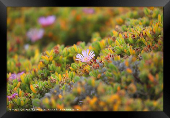 Mesembryanthemum flower in the Isles of Scilly Framed Print by Simon Marlow