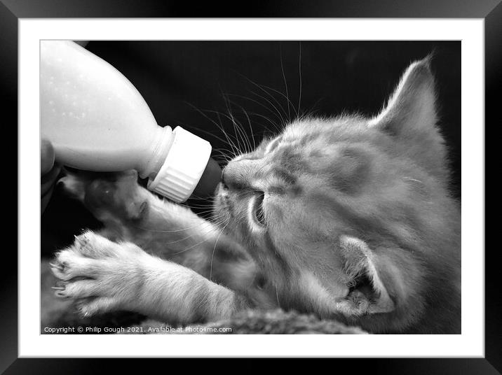 Cute Kitten Feeding Framed Mounted Print by Philip Gough