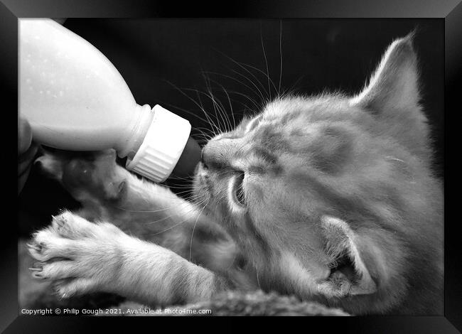 Cute Kitten Feeding Framed Print by Philip Gough