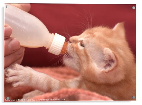 Feeding Kitten Acrylic by Philip Gough