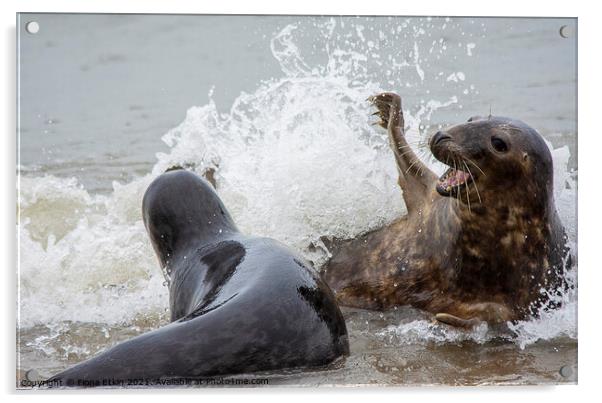 Grey Seals splashing about Acrylic by Fiona Etkin