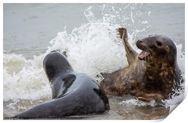 Grey Seals splashing about Print by Fiona Etkin