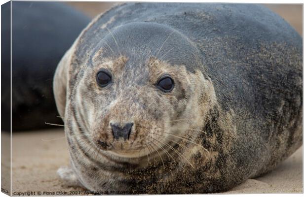 Grey Seal portrait lying on the sand Canvas Print by Fiona Etkin
