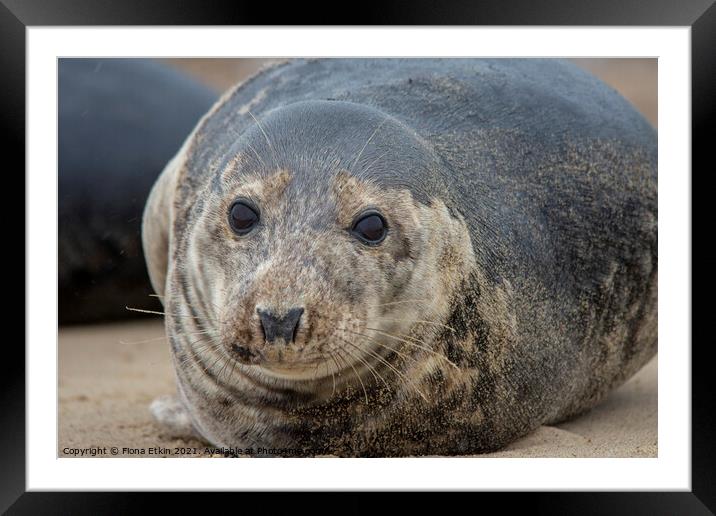 Grey Seal portrait lying on the sand Framed Mounted Print by Fiona Etkin
