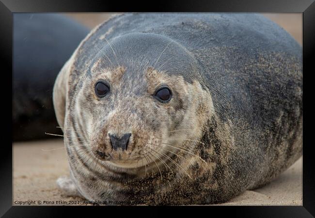 Grey Seal portrait lying on the sand Framed Print by Fiona Etkin