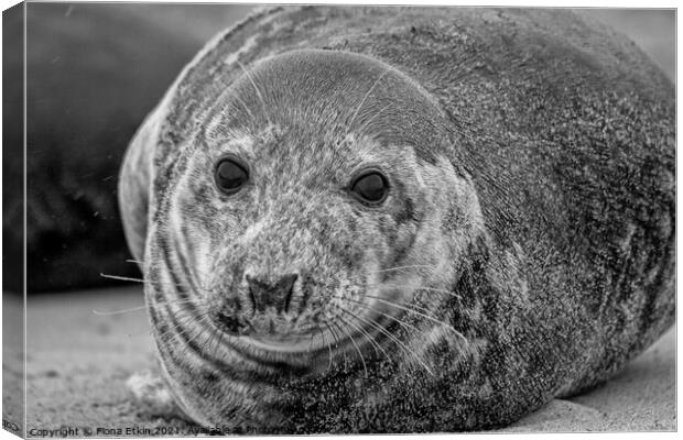 Grey Seal portrait laying in the sand - B+W Canvas Print by Fiona Etkin